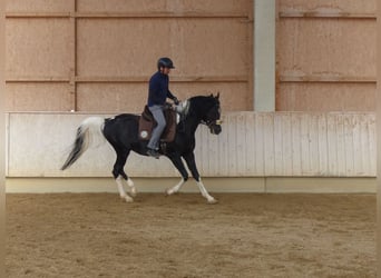 Arabian Partbred, Stallion, 11 years, 15.1 hh, Pinto
