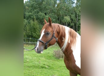 Arabian Partbred, Stallion, 11 years, 15 hh, Pinto