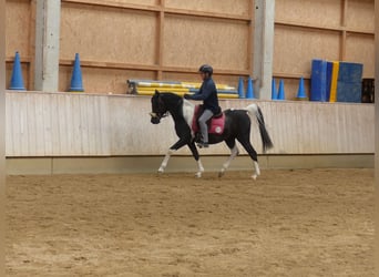 Arabian Partbred, Stallion, 11 years, 15 hh, Pinto