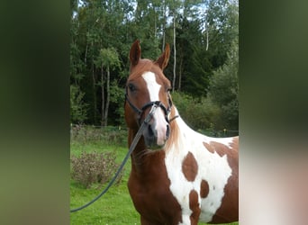 Arabian Partbred, Stallion, 11 years, 15 hh, Pinto