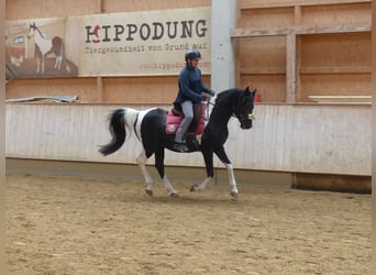 Arabian Partbred, Stallion, 11 years, 15 hh, Pinto