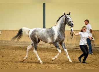 Arabian Partbred, Stallion, 11 years, 15,1 hh, Grey
