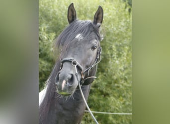 Arabian Partbred, Stallion, 12 years, 15.1 hh, Pinto