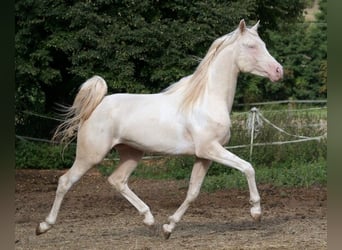 Arabian Partbred, Stallion, 12 years, 15.2 hh, Tobiano-all-colors