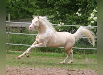 Arabian Partbred, Stallion, 12 years, 15.2 hh, Tobiano-all-colors
