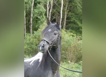 Arabian Partbred, Stallion, 12 years, 15,1 hh, Pinto