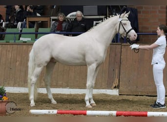 Arabian Partbred, Stallion, 13 years, 15.2 hh, Cremello