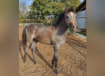 Arabian Partbred, Stallion, 1 year, 14,2 hh, Gray