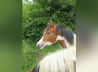 Arabian Partbred, Stallion, 1 year, 14.2 hh, Tobiano-all-colors