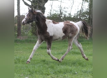Arabian Partbred, Stallion, 1 year, 14.3 hh, Buckskin