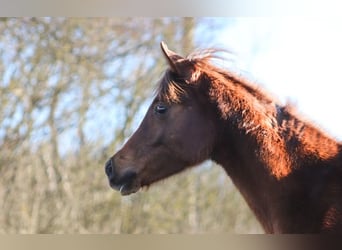 Arabian Partbred, Stallion, 1 year, 14.3 hh, Chestnut-Red