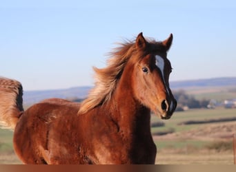 Arabian Partbred, Stallion, 1 year, 14.3 hh, Chestnut-Red
