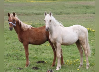 Arabian Partbred, Stallion, 1 year, 14,2 hh, Palomino