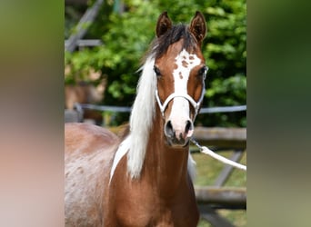 Arabian Partbred, Stallion, 1 year, 14,3 hh, Tobiano-all-colors