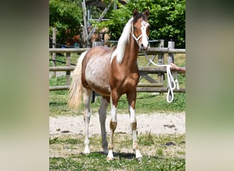 Arabian Partbred, Stallion, 1 year, 14,3 hh, Tobiano-all-colors