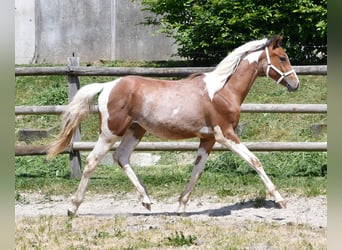 Arabian Partbred, Stallion, 1 year, 14,3 hh, Tobiano-all-colors