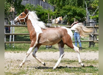Arabian Partbred, Stallion, 1 year, 14,3 hh, Tobiano-all-colors