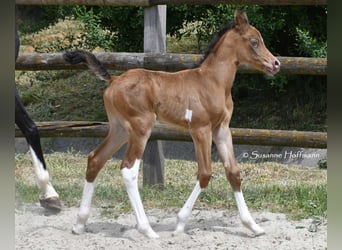 Arabian Partbred, Stallion, 1 year, 15.1 hh, Champagne