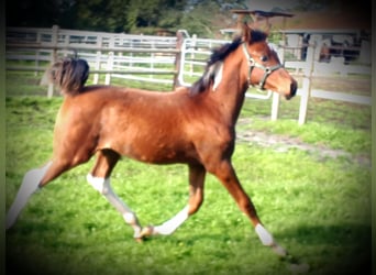 Arabian Partbred, Stallion, 1 year, 15.1 hh, Pinto