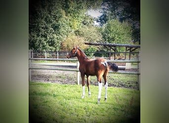 Arabian Partbred, Stallion, 1 year, 15.1 hh, Pinto