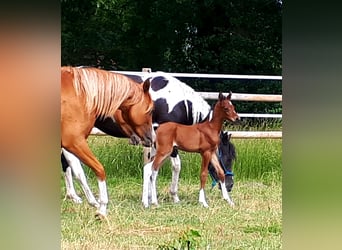 Arabian Partbred, Stallion, 1 year, 15.1 hh, Tobiano-all-colors