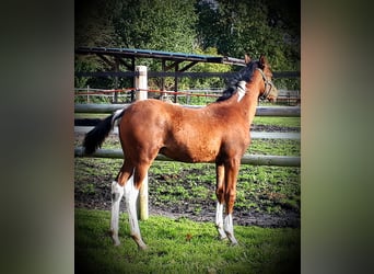 Arabian Partbred, Stallion, 1 year, 15.1 hh, Tobiano-all-colors
