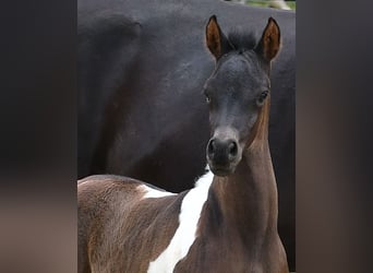 Arabian Partbred, Stallion, 1 year, 15,1 hh, Tobiano-all-colors