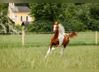 Arabian Partbred, Stallion, 1 year, 15,1 hh, Tobiano-all-colors