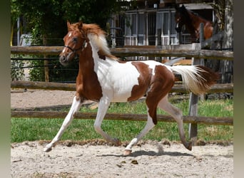 Arabian Partbred, Stallion, 1 year, 15.1 hh, Tobiano-all-colors
