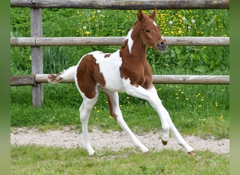 Arabian Partbred, Stallion, 1 year, 15.1 hh, Tobiano-all-colors