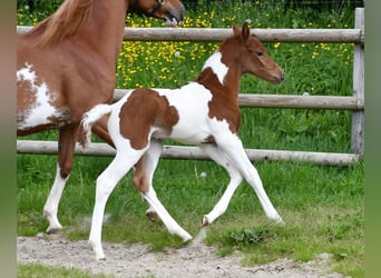 Arabian Partbred, Stallion, 1 year, 15.1 hh, Tobiano-all-colors