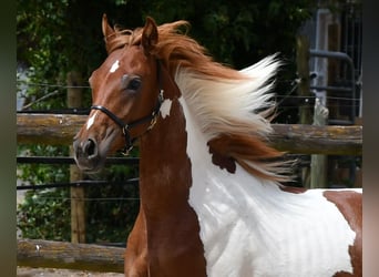 Arabian Partbred, Stallion, 1 year, 15.1 hh, Tobiano-all-colors