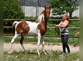 Arabian Partbred, Stallion, 1 year, 15.1 hh, Tobiano-all-colors