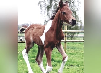 Arabian Partbred, Stallion, 1 year, 15 hh, Tobiano-all-colors