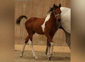 Arabian Partbred, Stallion, 1 year, 15 hh, Tobiano-all-colors