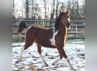 Arabian Partbred, Stallion, 1 year, 15 hh, Tobiano-all-colors