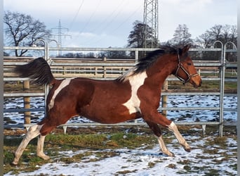 Arabian Partbred, Stallion, 1 year, 15 hh, Tobiano-all-colors