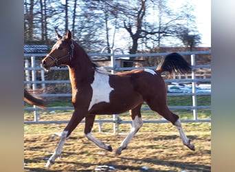 Arabian Partbred, Stallion, 1 year, 15 hh, Tobiano-all-colors