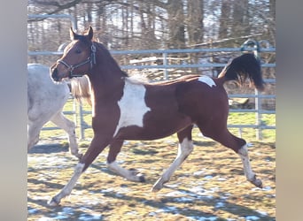 Arabian Partbred, Stallion, 1 year, 15 hh, Tobiano-all-colors