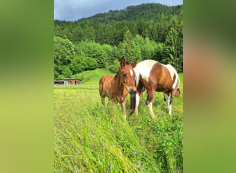 Arabian Partbred, Stallion, 1 year, 15 hh, Tobiano-all-colors