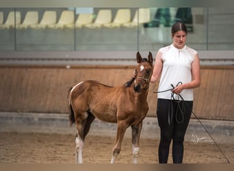 Arabian Partbred, Stallion, 1 year, 15 hh, Tobiano-all-colors