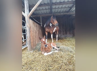 Arabian Partbred, Stallion, 1 year, 15 hh, Tobiano-all-colors