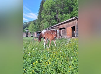 Arabian Partbred, Stallion, 1 year, 15 hh, Tobiano-all-colors