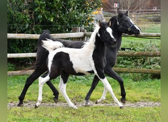 Arabian Partbred, Stallion, 1 year, 15 hh, Tovero-all-colors