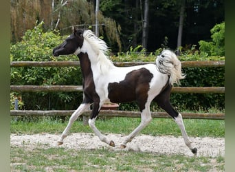Arabian Partbred, Stallion, 1 year, 15 hh, Tovero-all-colors
