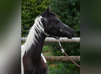Arabian Partbred, Stallion, 1 year, 15 hh, Tovero-all-colors