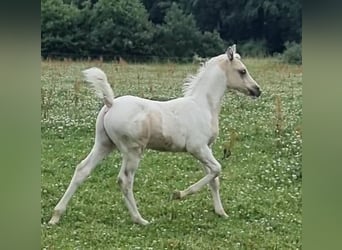 Arabian Partbred, Stallion, 1 year, 15,1 hh, Dunalino