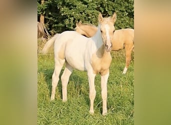 Arabian Partbred, Stallion, 1 year, 15,1 hh, Dunalino