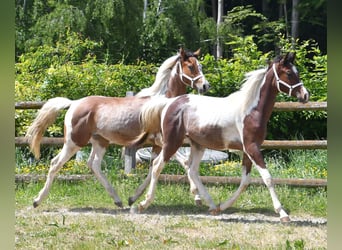 Arabian Partbred, Stallion, 1 year, 15,1 hh, Tobiano-all-colors