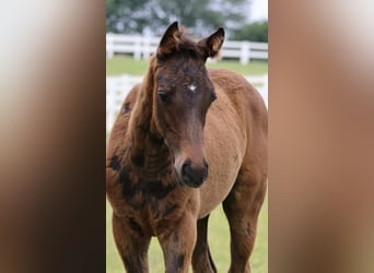 Arabian Partbred, Stallion, 1 year, 16 hh, Brown